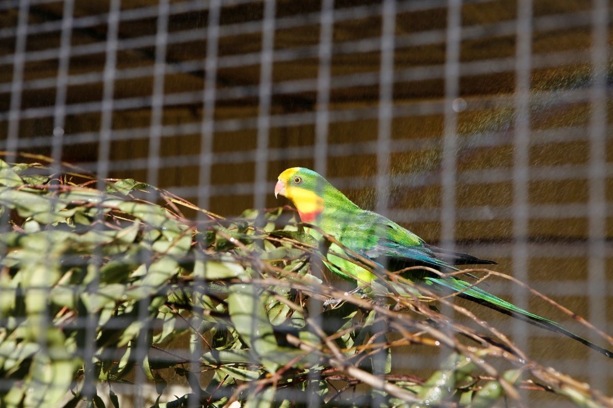 Parrot in enclosure at Zoo & Aviary