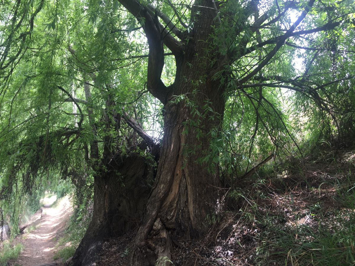 Wagga Wagga City Council contractors will remove a cluster of invasive willow trees adjacent to the levee bank along Cadell Place