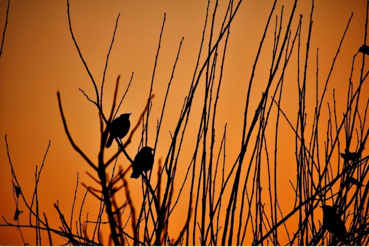 Silhouette of small birds perched on branches in front of an orange sunset
