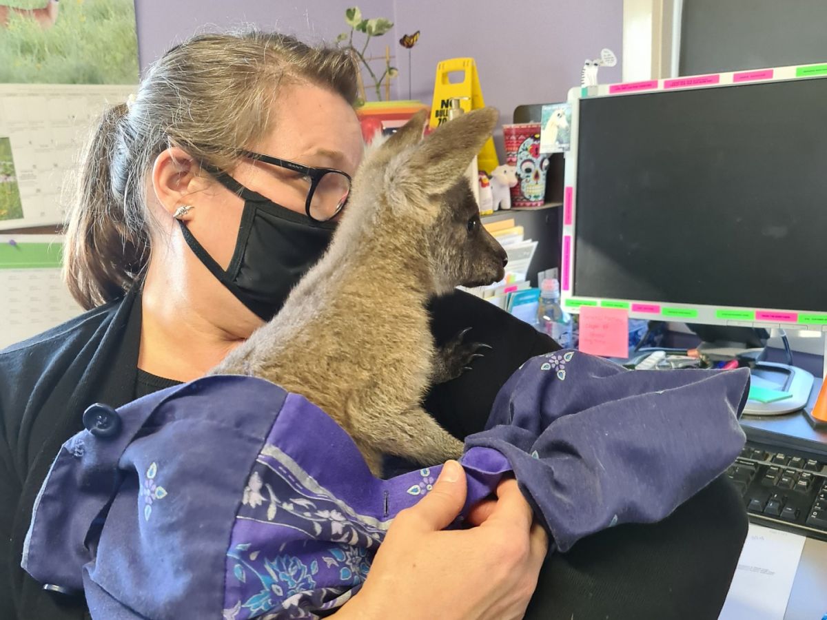 Woman holding grey kangaroo in lap in front of computer monitor