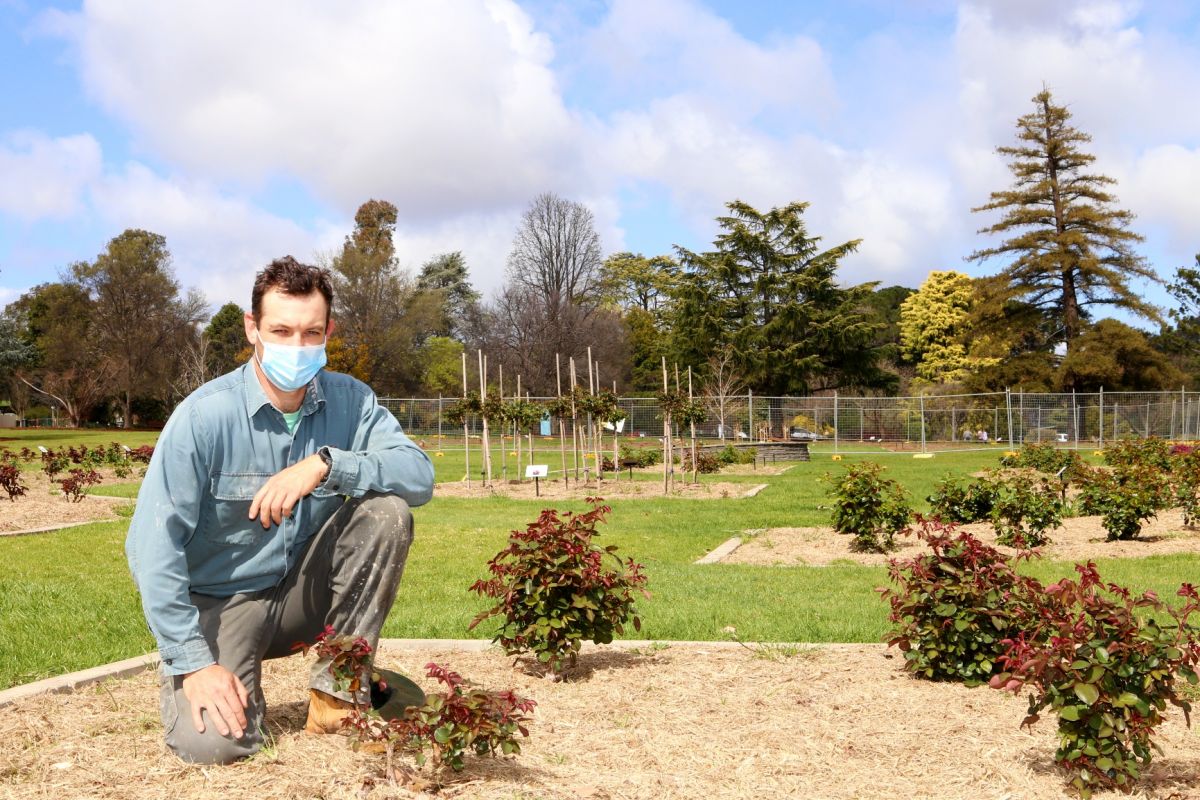 Man crouched down next to rose bushes