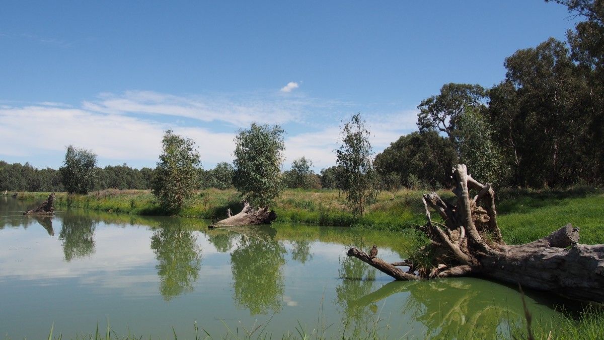 A beautiful wetland