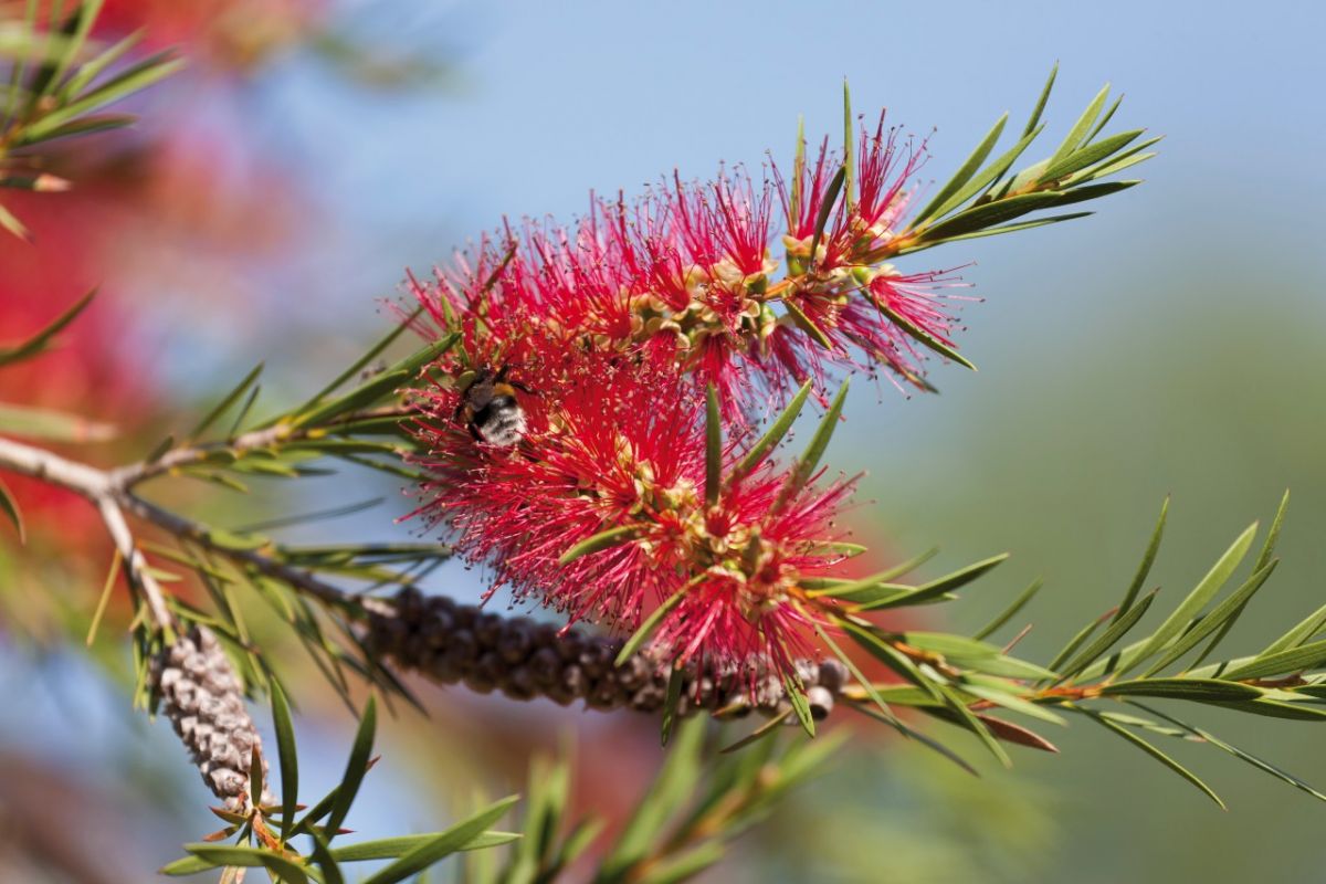 Close up of a bottlebrush