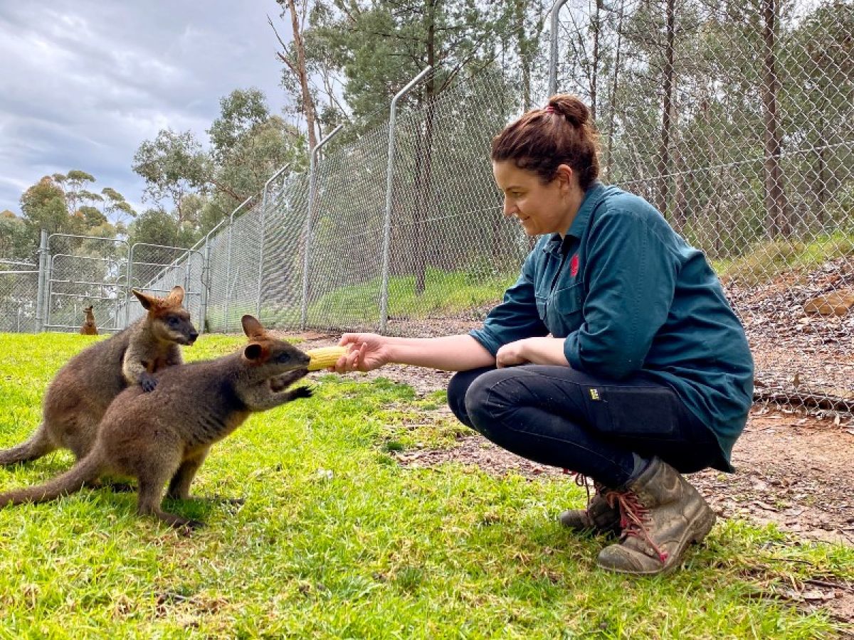 Zoo Curator with swamp wallabies