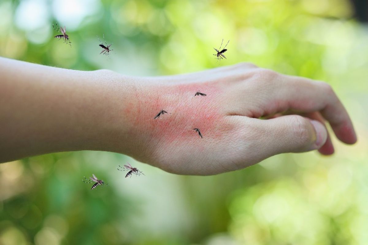 Mosquitoes hovering around a hand