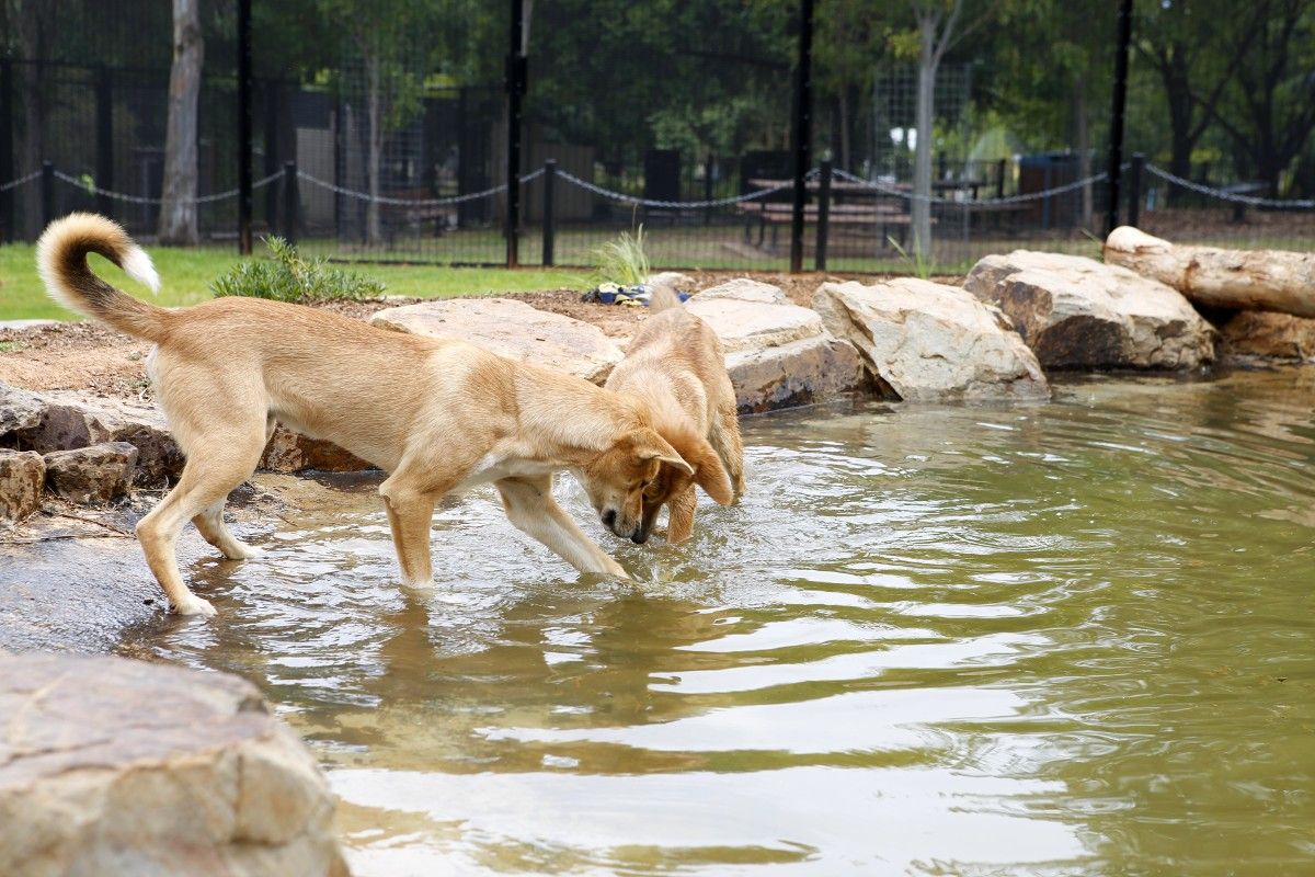 Two dingoes in lines pond in zoo enclosure