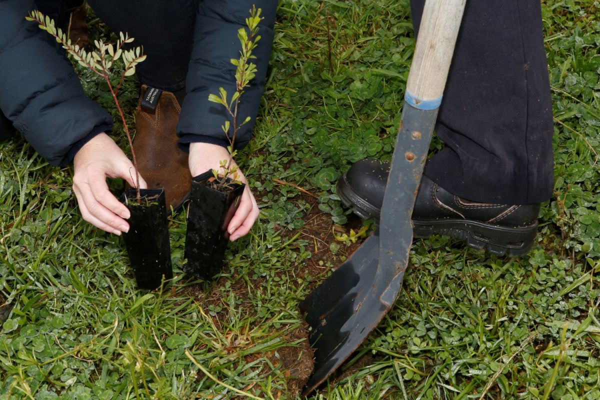 Close up of hands holding two seedling plants in black plastic pots. On the right a shovel is cutting into the soil with a booted foot pushing it into the ground. 