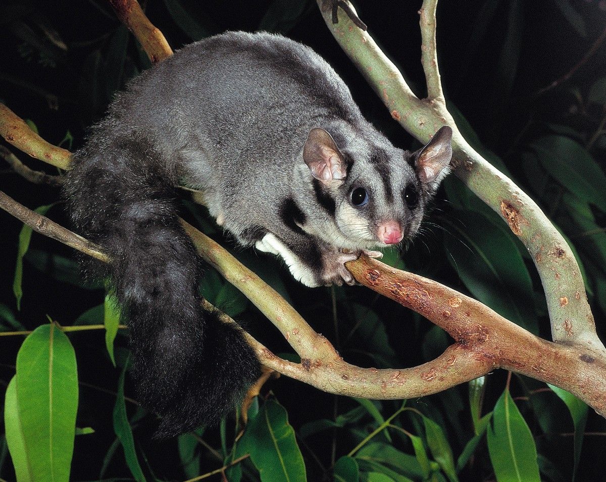 Glider Squirrel on tree branch at night time