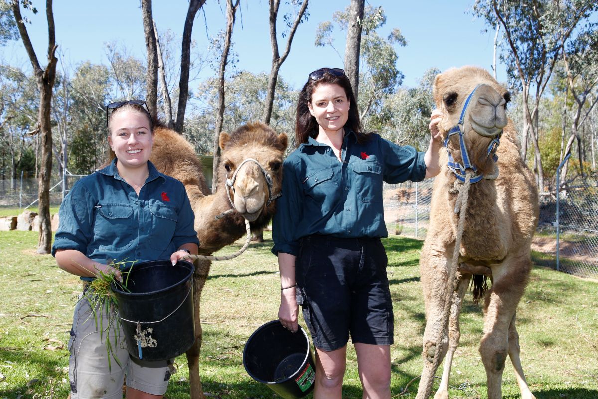 Wide shot of Zoo Keeper Hannah Wilkin and Zoo Curator Wendy McNamara, as well as camels Safari and Dune Buggy