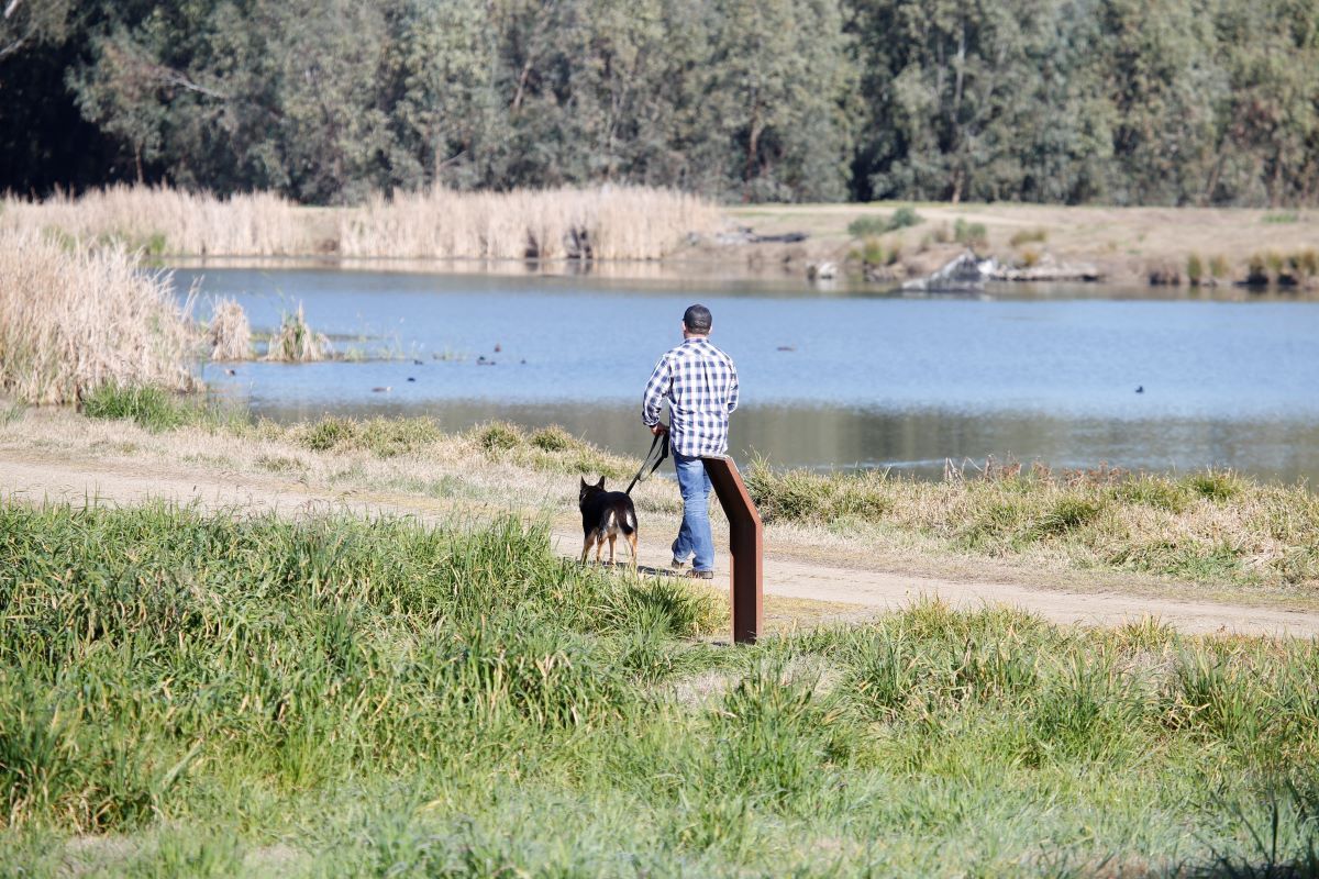 Man with dog on leash walking past a wetland pond with ducks on the water in the background