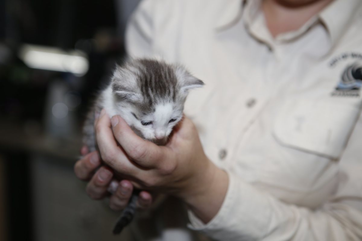 Close up of two hands holding tabby and white kitten.