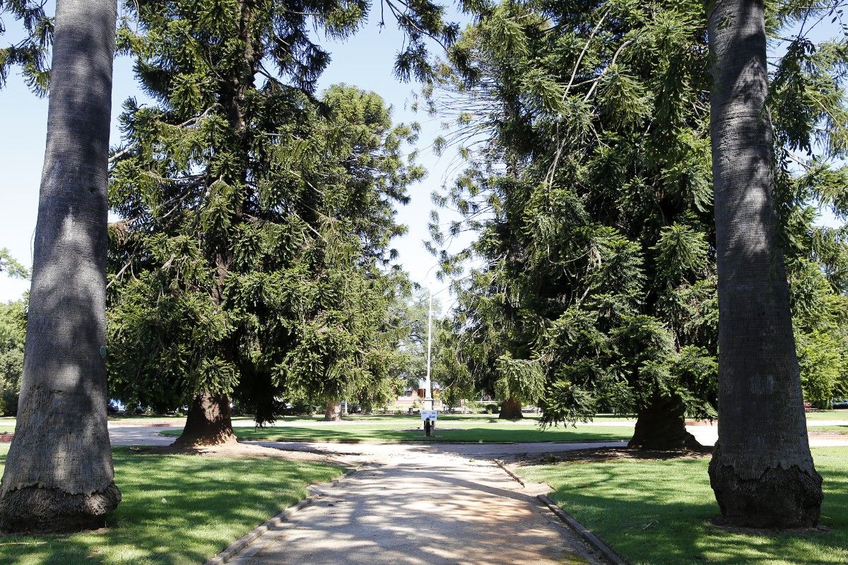 Bunya pine trees line either side of path in park in Wagga's CBD.