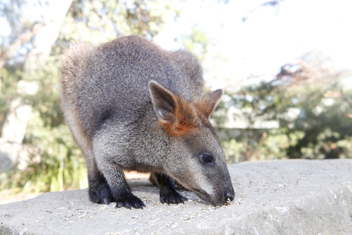 Bella the wallaby at the Zoo & Aviary