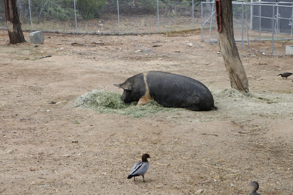 A pig chewing on a pile of fresh hay.