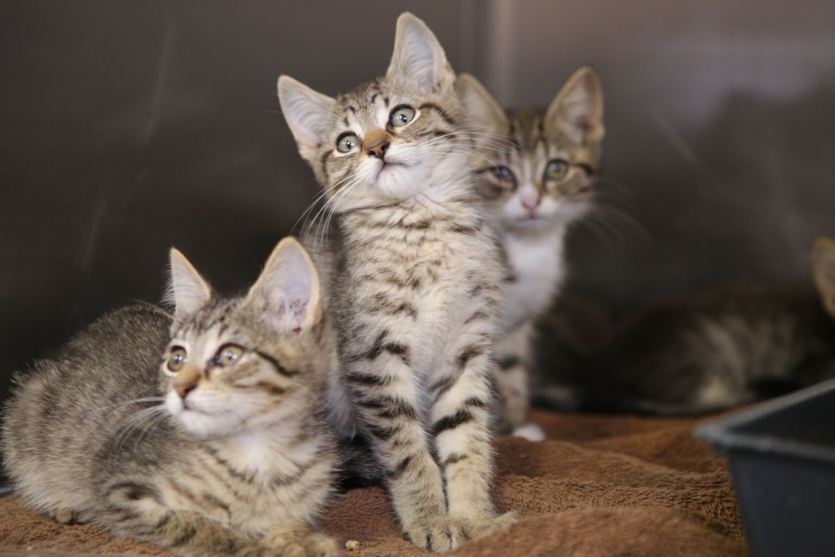 three kittens in Shelter