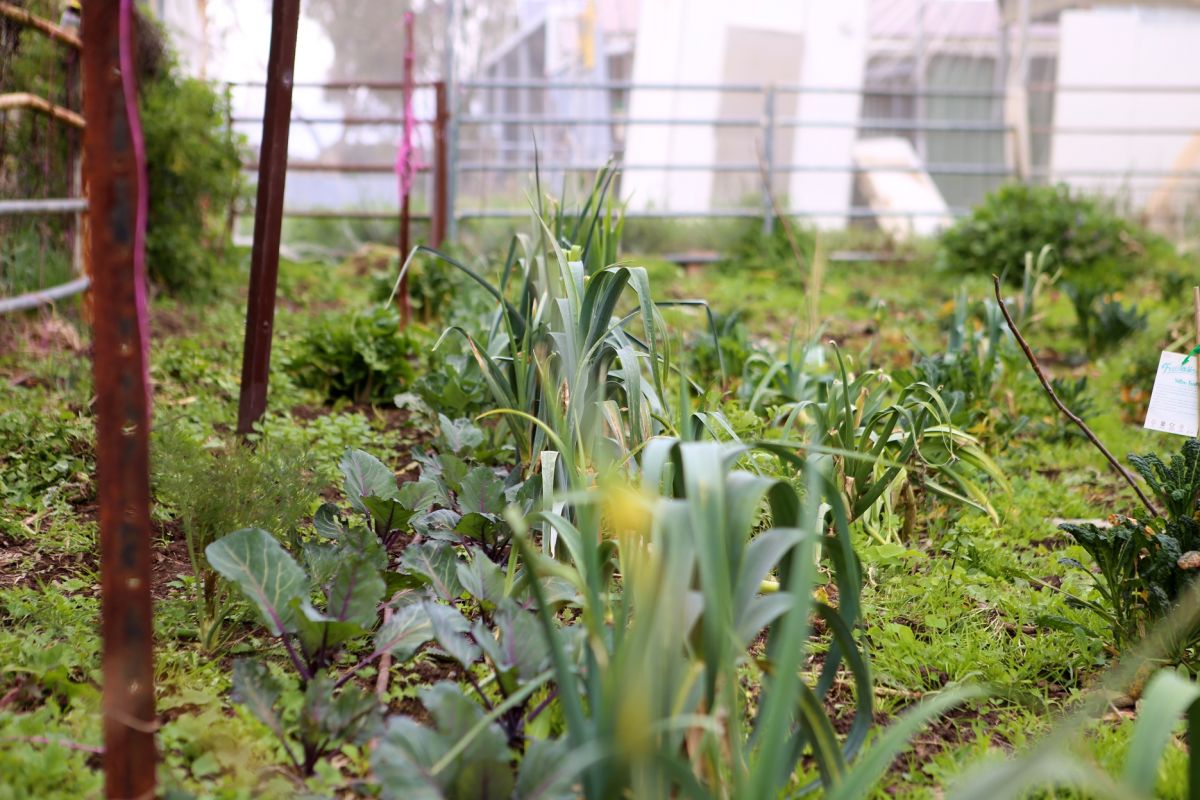 Vegetables and herbs growing in garden