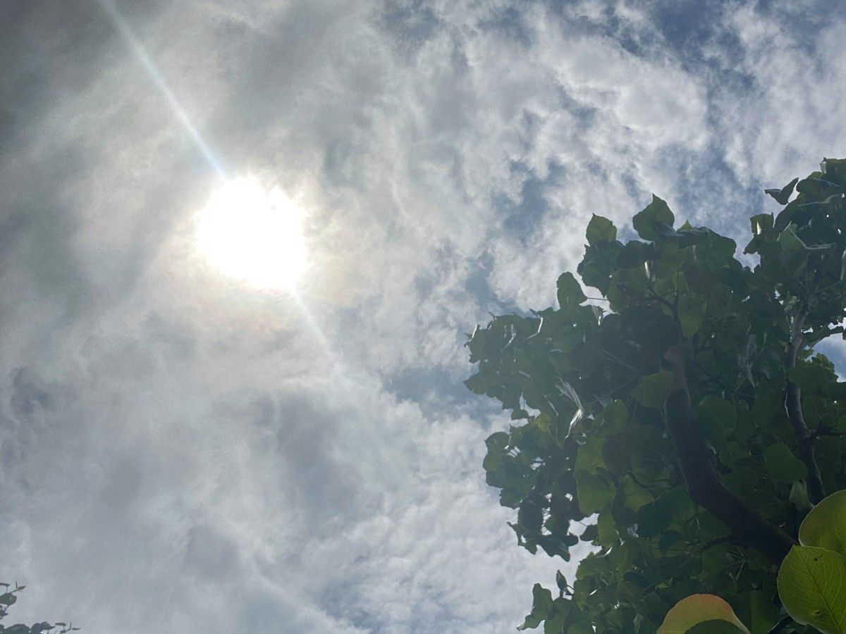 The sun glaring through cloud cover with tree leaves showing in the bottom corner