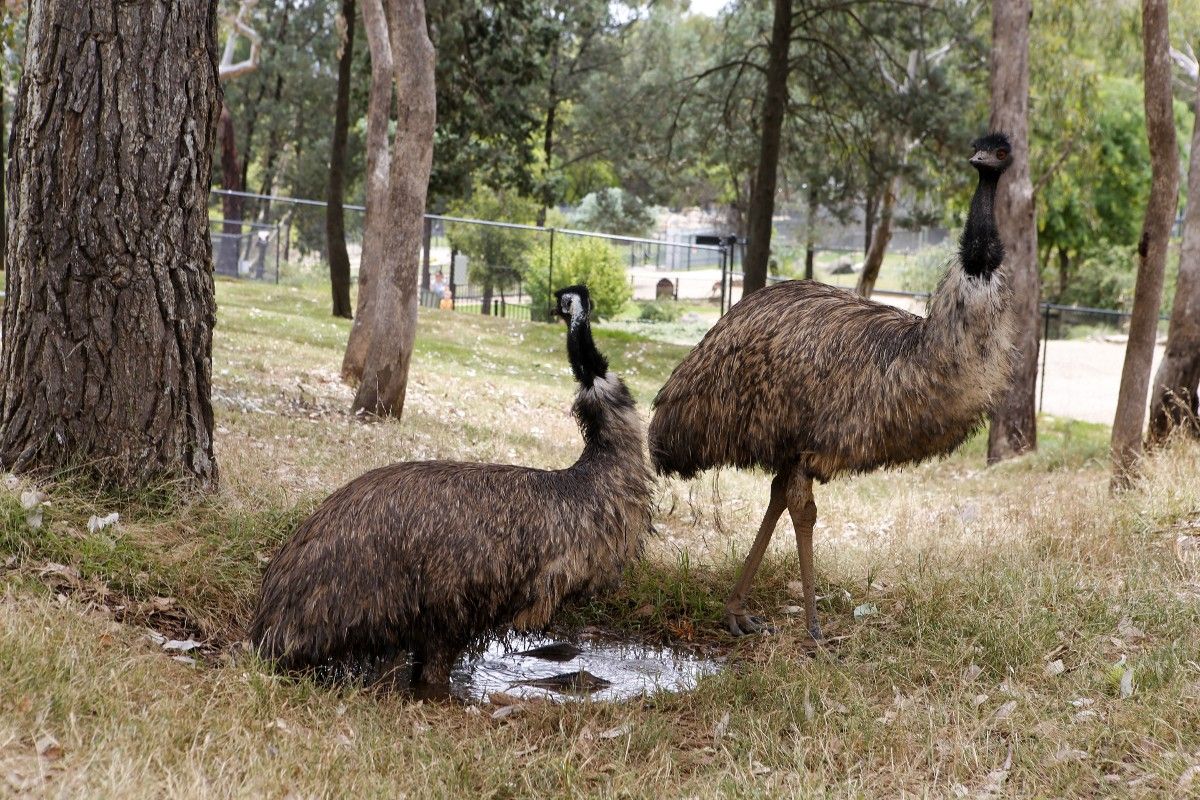 Two emus cooling off in mud bath