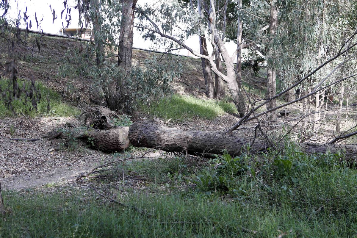 Fallen poplar tree