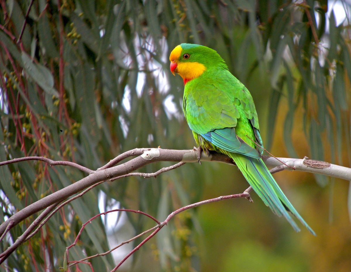 A Superb Parrot siting on a tree branch and looking back at camera. Eucalyptus leaves of the tree hang in the background. The bird's feathers are bright shades of green, yellow and red. 