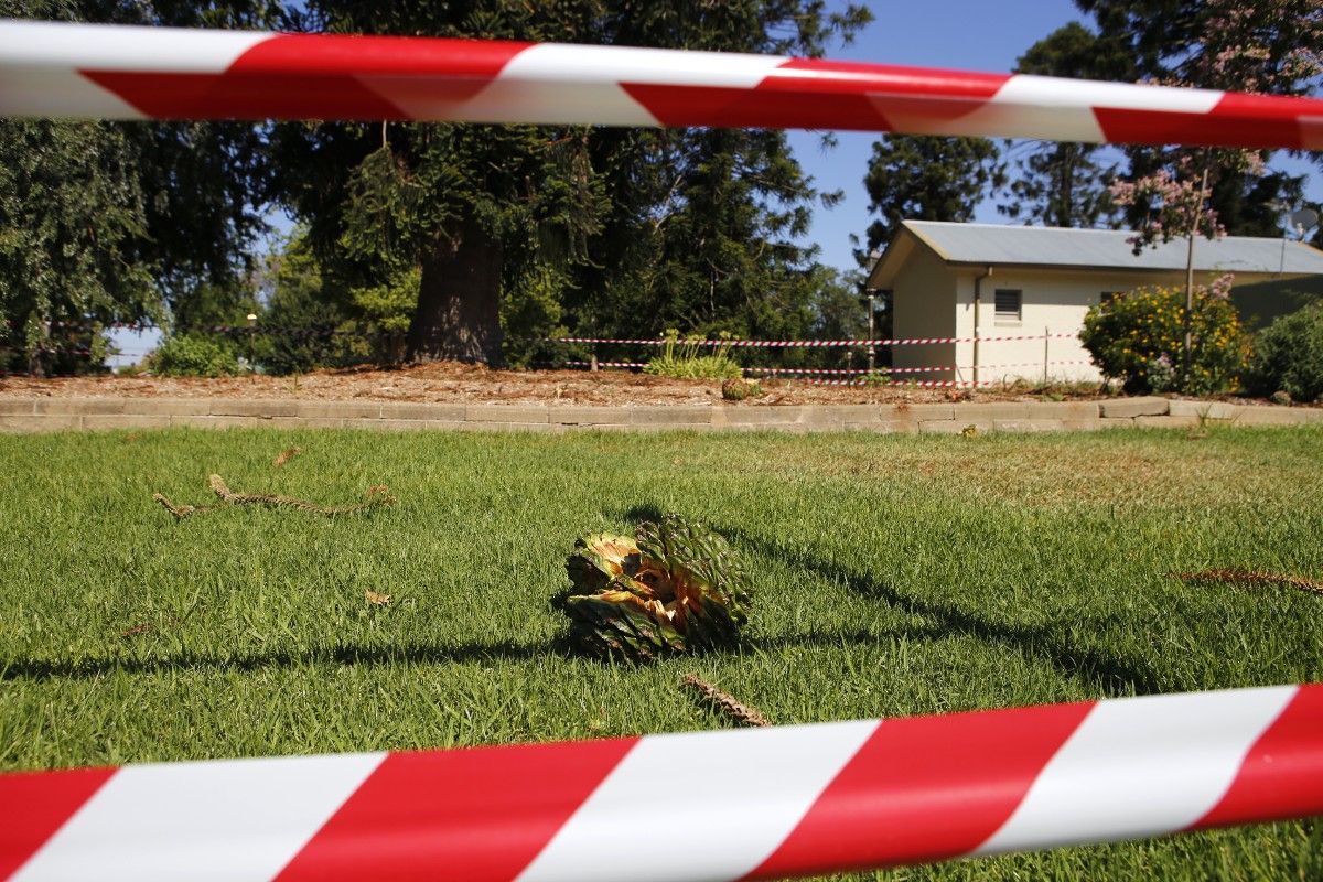Red & white tape surrounds a large Bunya pine cone which had fallen from a tree in a park in Wagga's CBD.