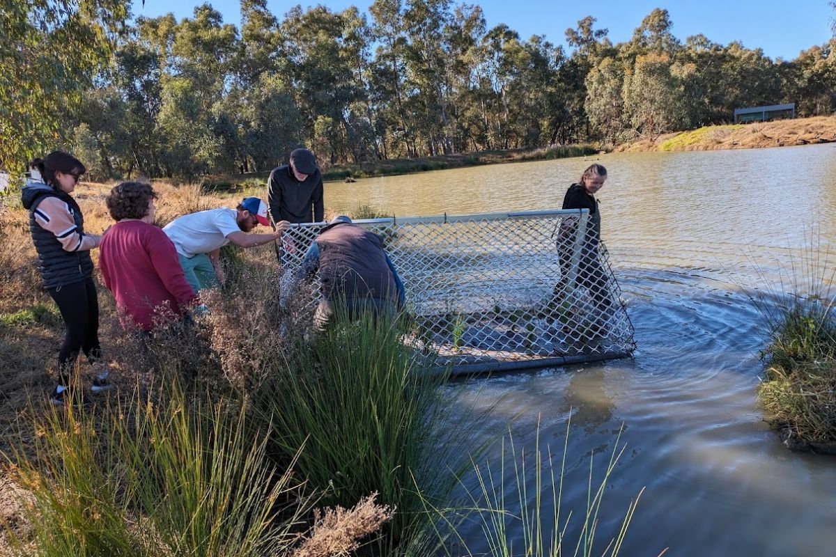 A group of people pushing an artificial reed bed frame into the pond at Marrambidya Wetland