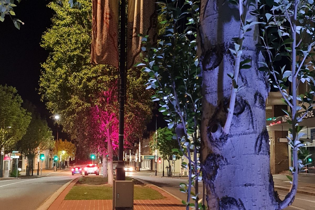 Trees on Fitzmaurice Street lit blue and pink to help raise awareness of Pregnancy & Infant Loss Month (October 2024)