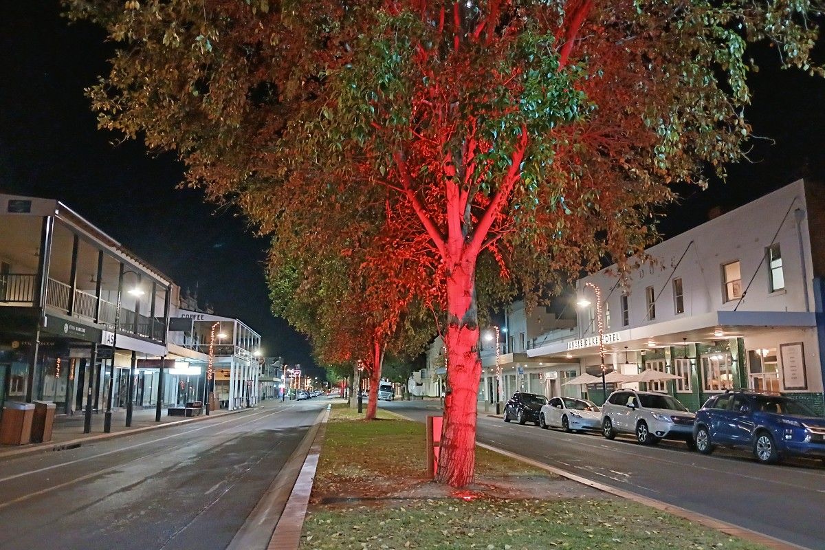 Street trees along median street lit up red at night in central business district.