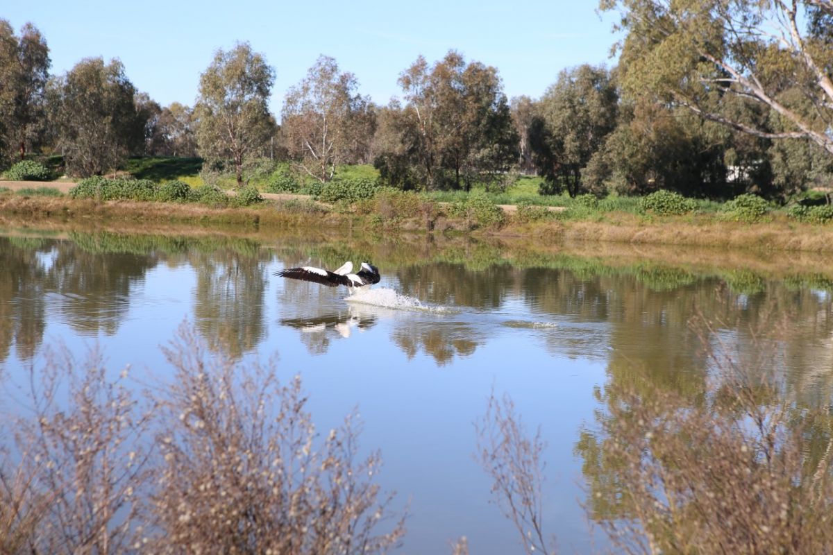 A pelican lands on the water