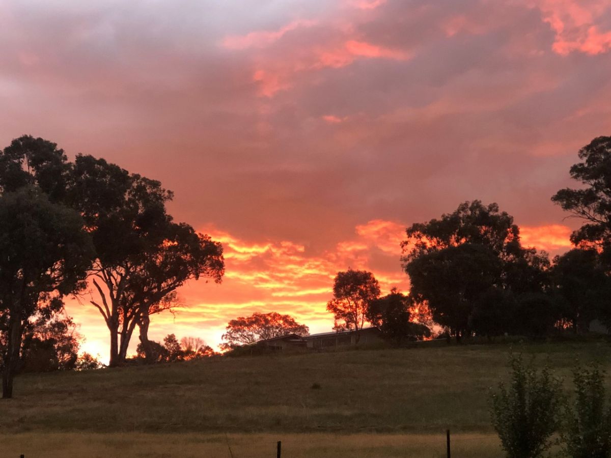 Gum trees silhouetted against a cloudy sunset