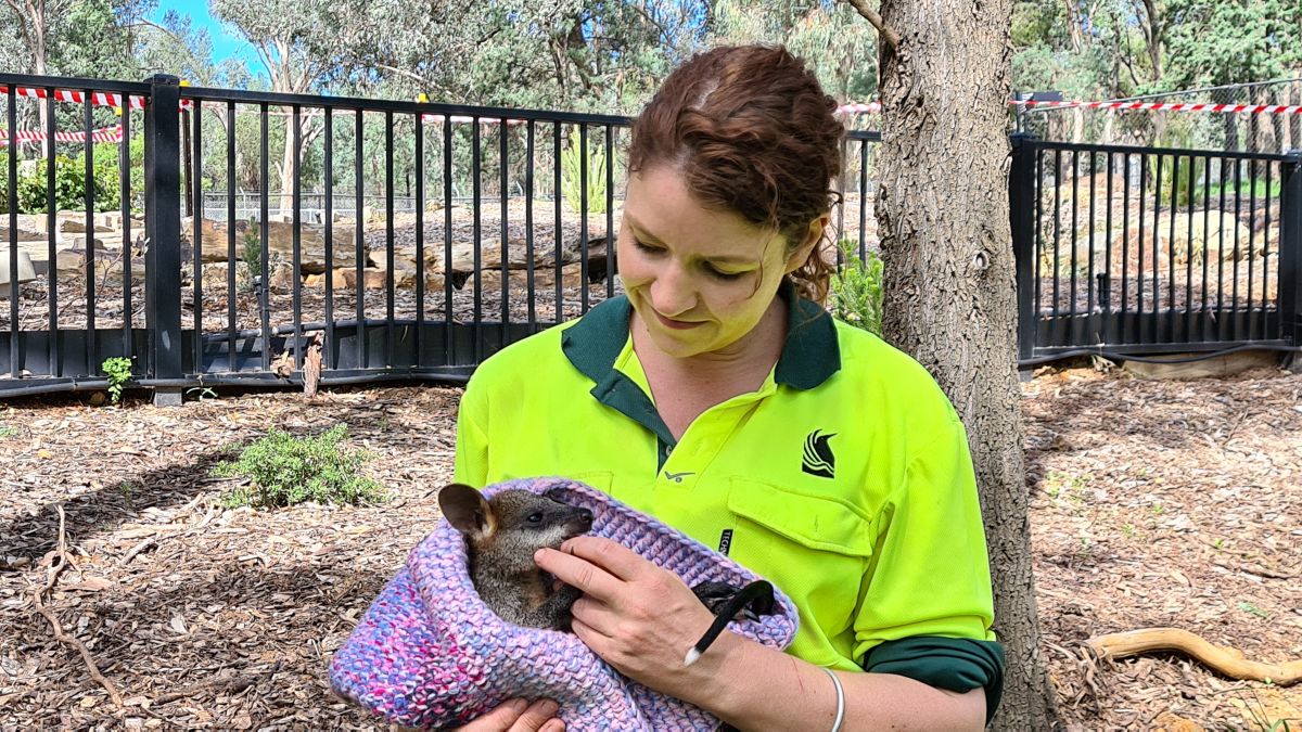 Woman sitting in zoo enclosure, holding a young swamp wallaby