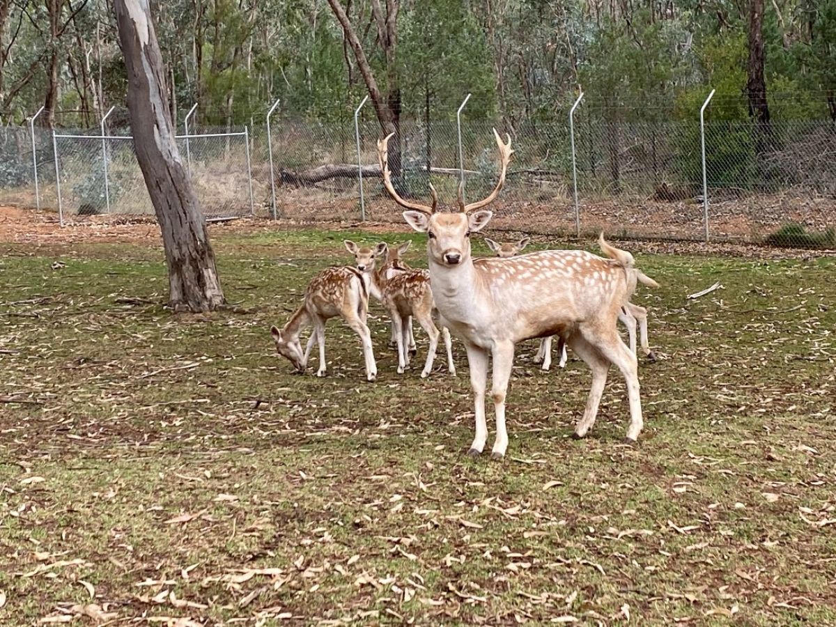 A stag stands in front of a small herd of deer