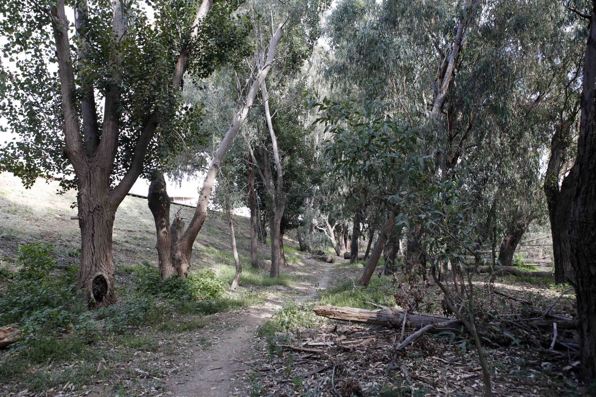 Dead and fallen tree limbs along walking path through trees
