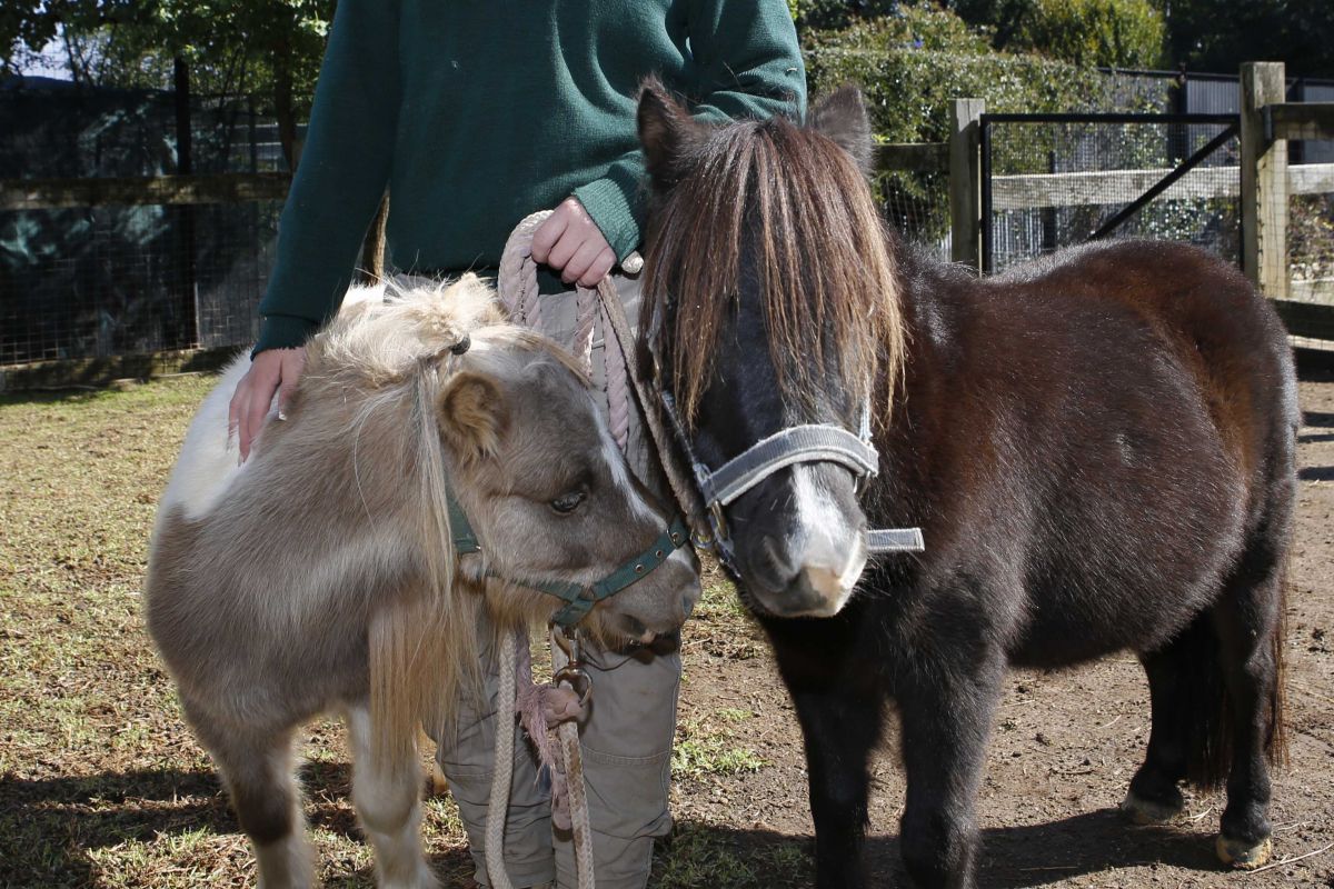 Two miniature ponies on lead ropes at zoo