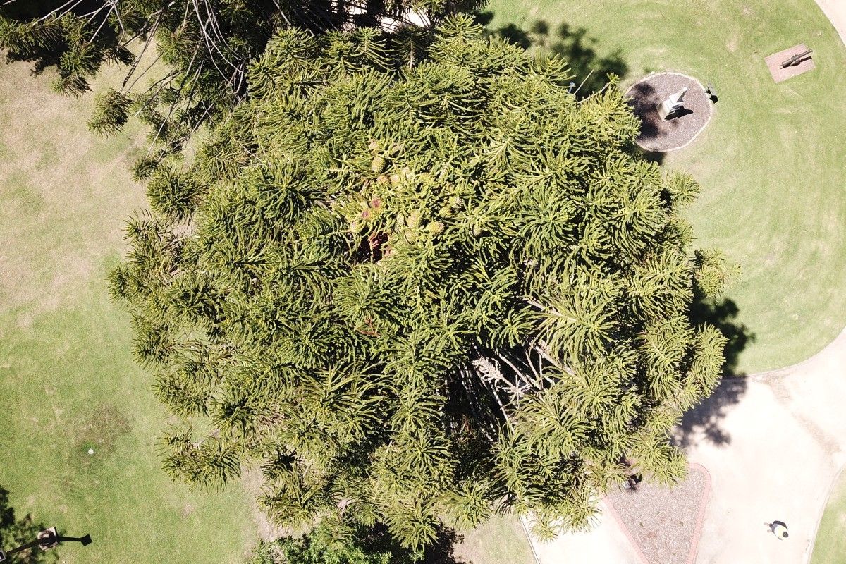 Top view of a crop of cones on a Buyna pine in a park in Wagga's CBD.