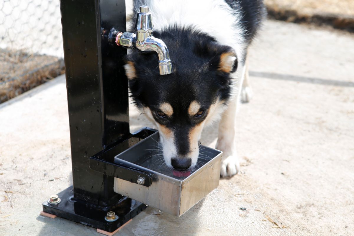 Dog Leo drinks from the water dish on the newly installed bubbler.