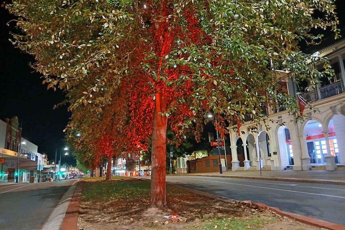 Street trees along median street lit up red at night in central business district.