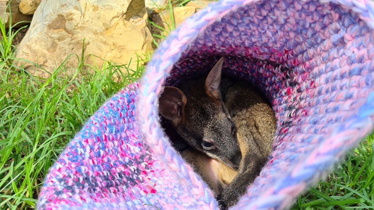 young swamp wallaby in knitted pouch