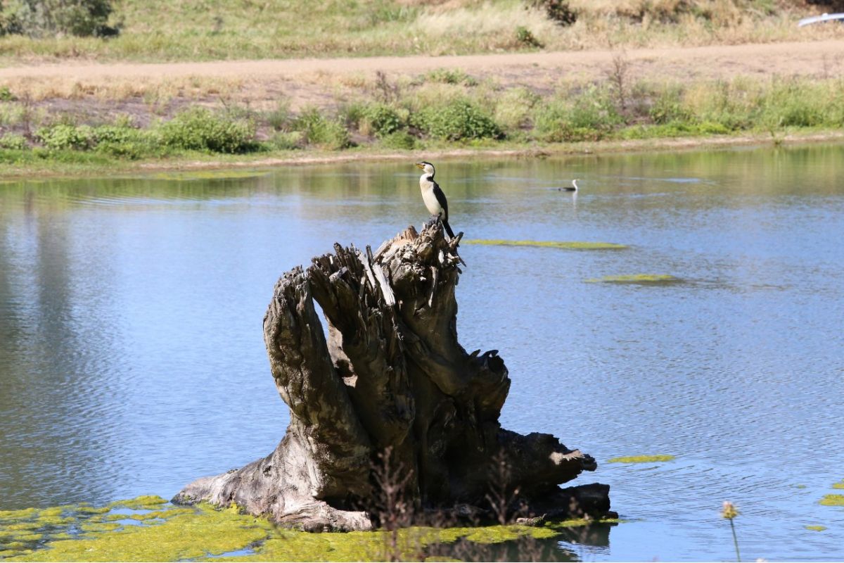 Bird sitting on log at wetlands