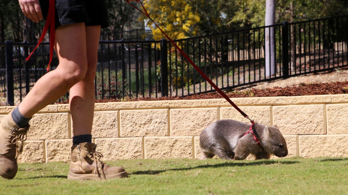 Wombat on leash being held by zoo curator