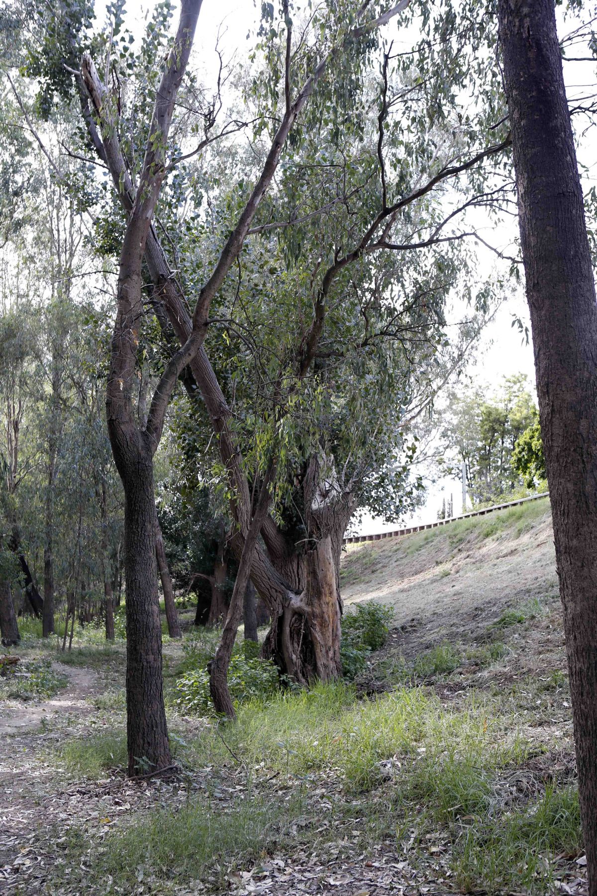 Damaged and deteriorating poplar trees