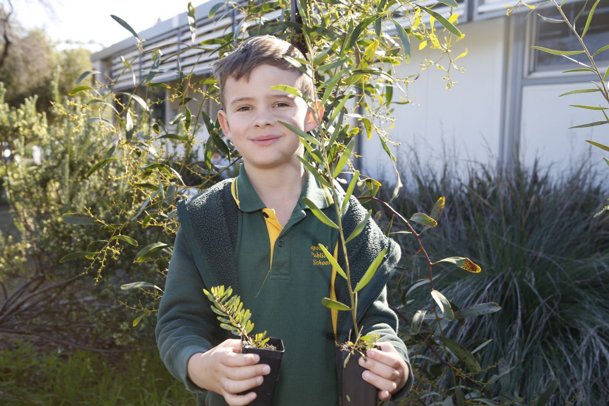 Kapooka Public School student William stands in front of native trees while holding the seedlings donated by council. 