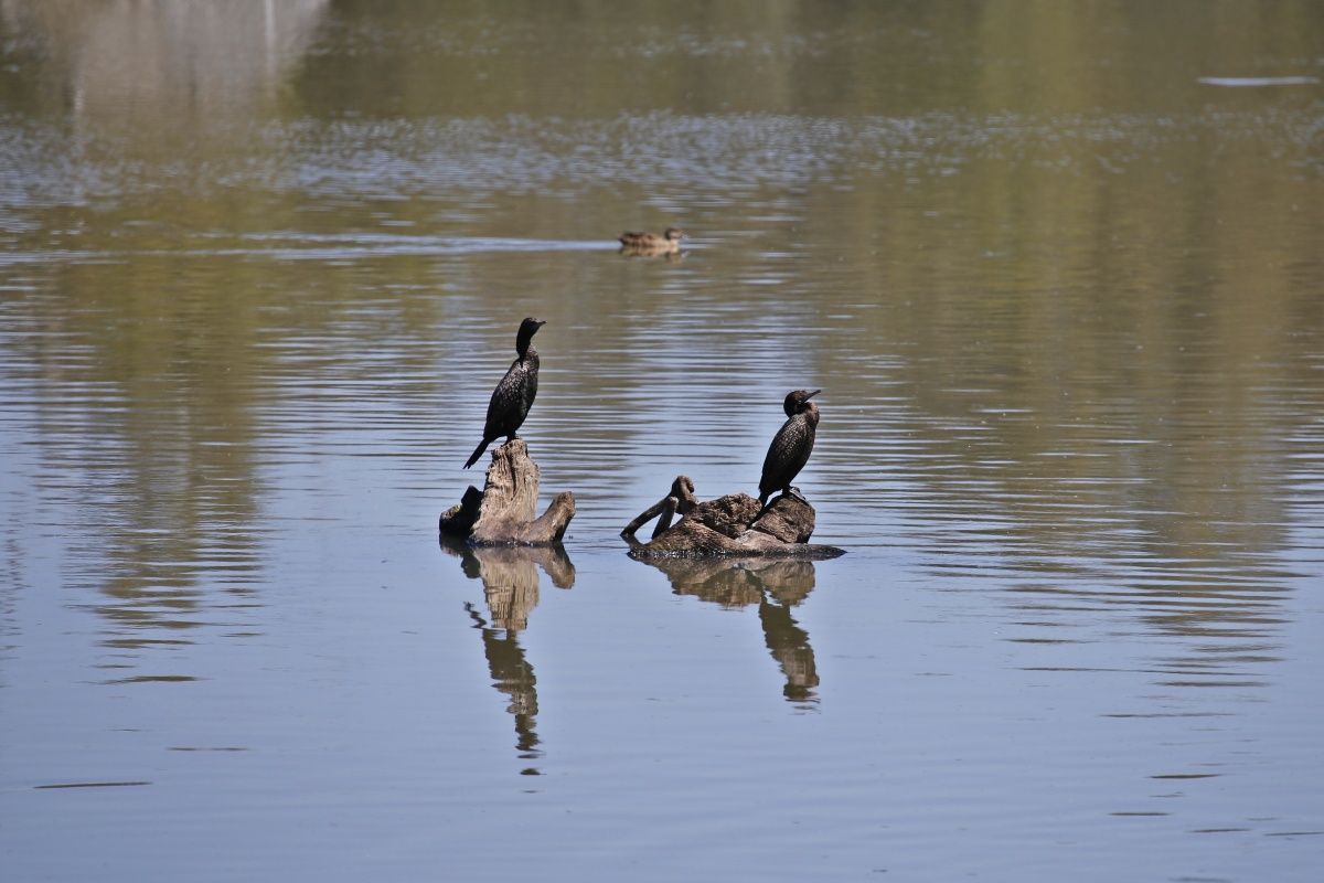 Two Darter birds sit perched on a log atop the water of Marrambidya Wetlands.