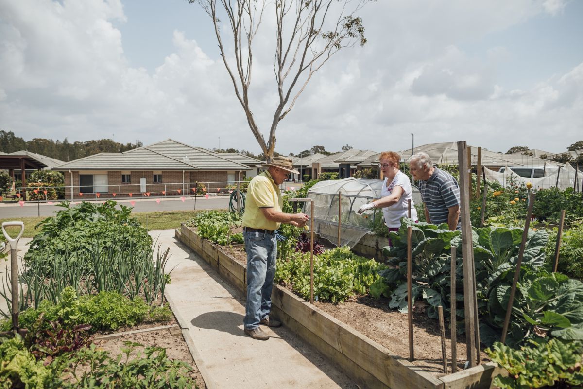 Two males and a female, all senior, working in a local vegetable garden.