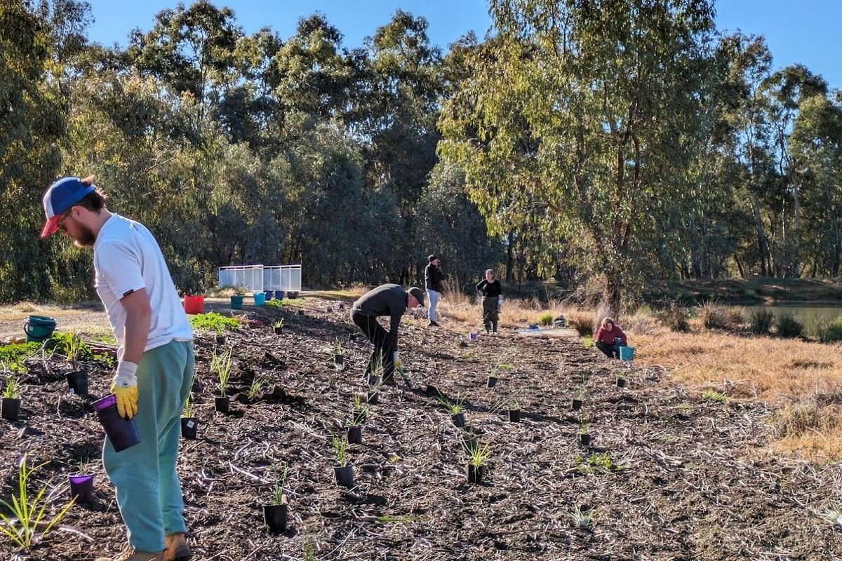 Five people planting native plants on stretch of land near Marrambidya Wetland pond.