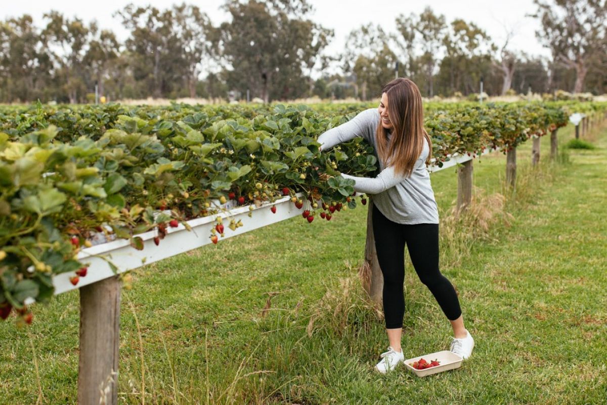 Woman dressed in casual clothes picking strawberries from plants on raised garden beds.