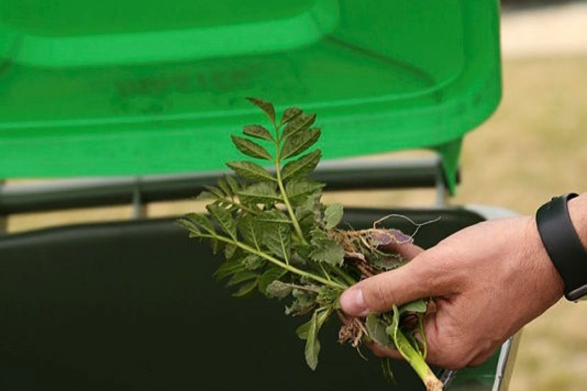A hand holds grean leaf waste over an open organics disposal bin, with a green lid.