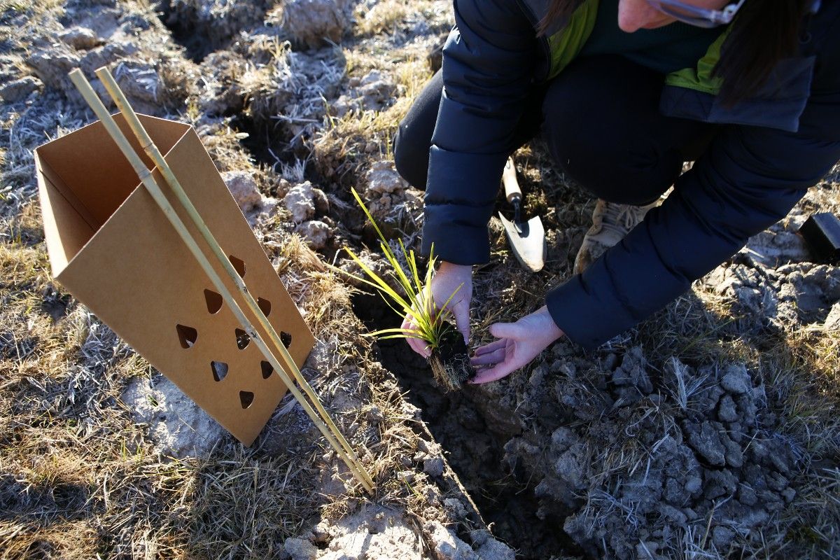 Tree being planted for National Tree Day