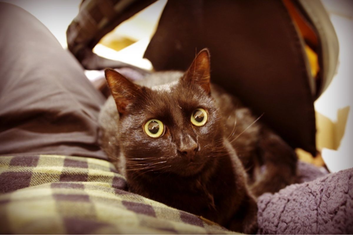 A black cat resting on a soft surface.