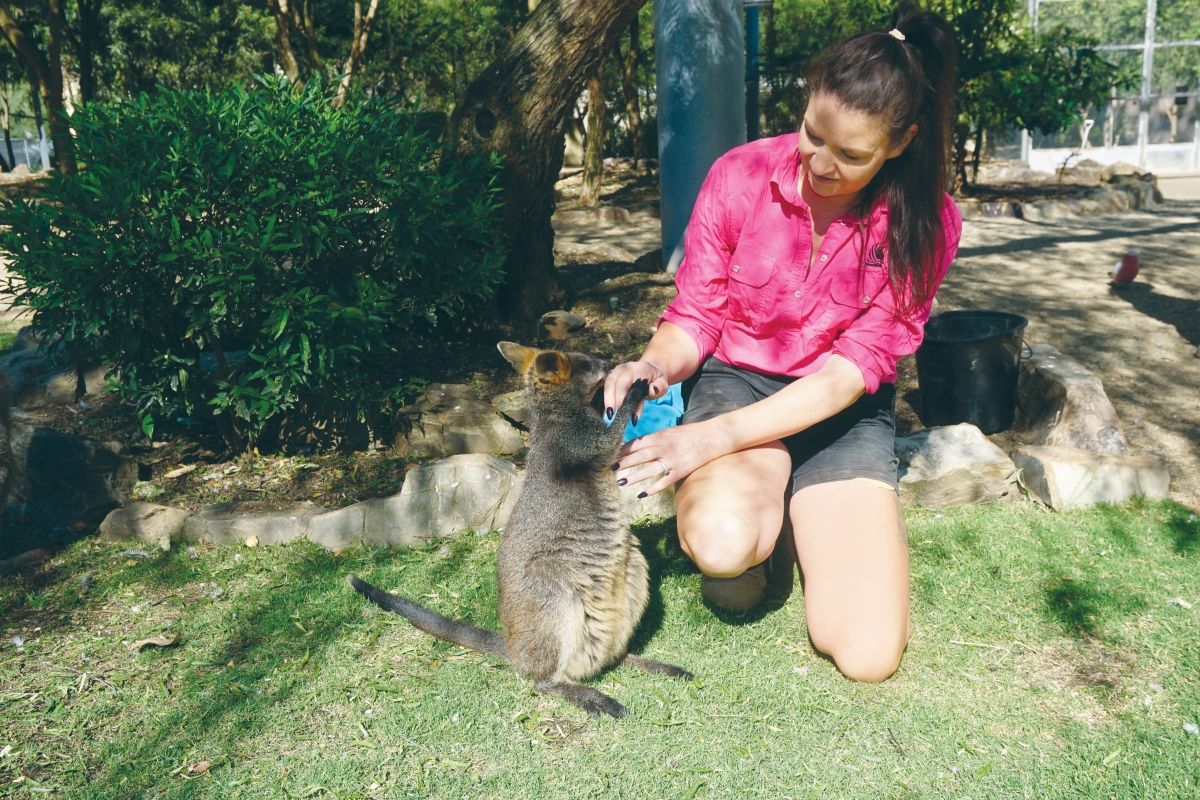 Zoo Curator Wendy McNamara with baby wallaby Bella.